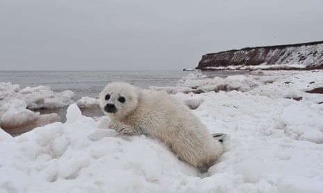 A ‘whitecoat’ harp seal pup on Prince Edward Island. Fewer seals are being born in the Gulf of St Lawrence, fewer adults will return in future years, eroding a good source of income for islanders. 