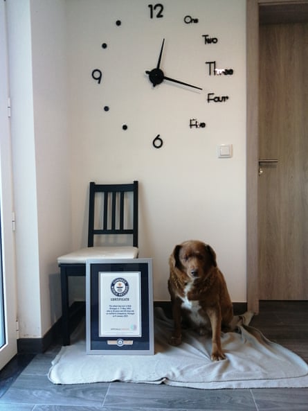 Portuguese pooch topped world’s oldest canine | Canines Portuguese pooch topped world’s oldest canine | Canines