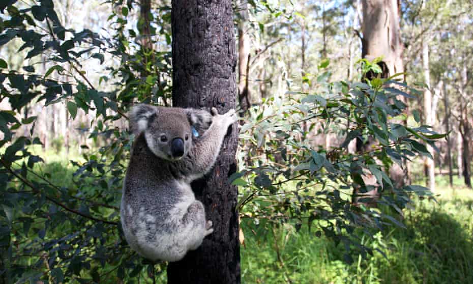 Koala released into the bush