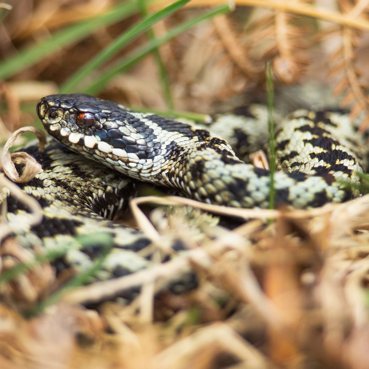 how to avoid being bitten by a snake