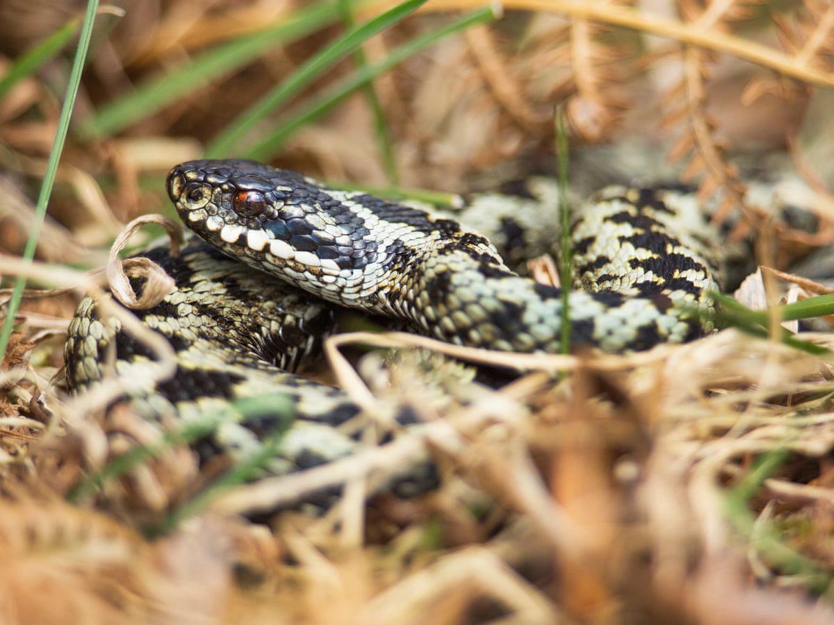 How to avoid being bitten by a Snake and what to do in any Eventuality