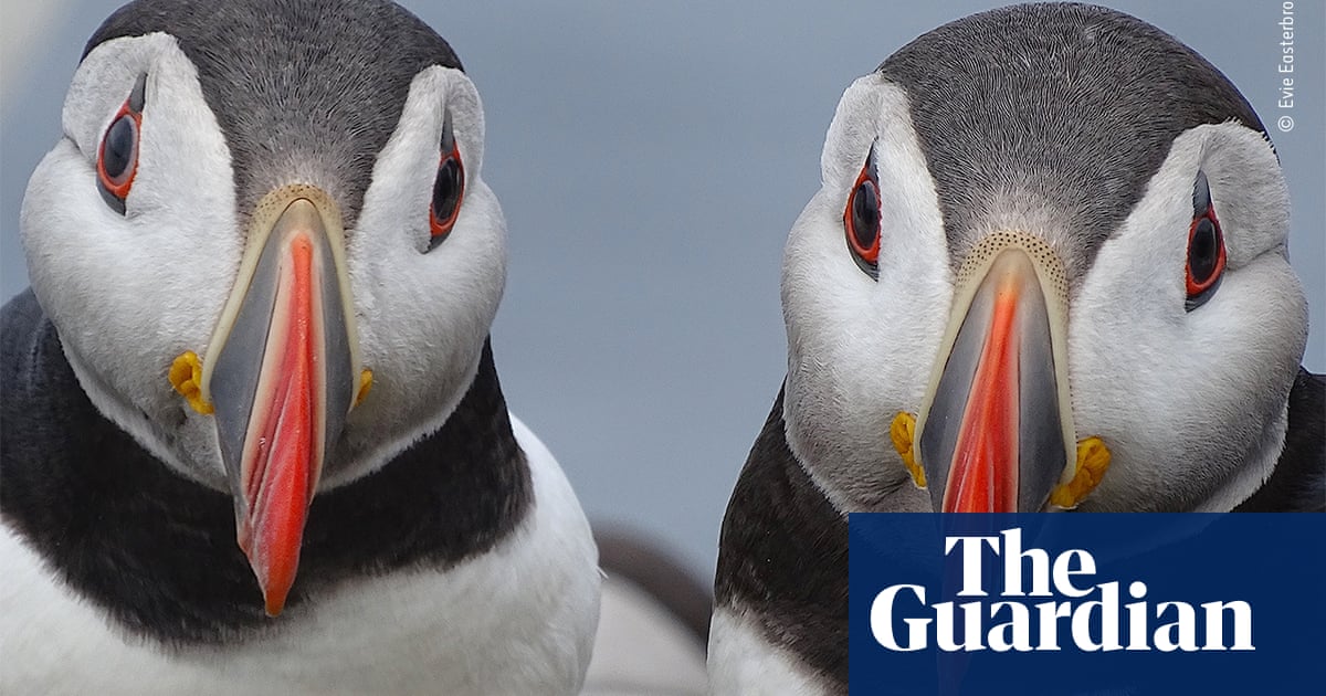 Wildlife photographer of the year 2020, highly commended – in pictures