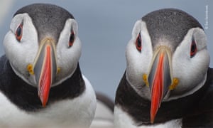 A pair of Atlantic puffins in vibrant breeding plumage pause near their nest burrow on the Farne Islands