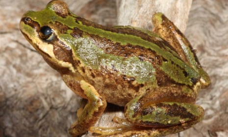 The alpine tree frog is one of the species under threat from a fungal disease sweeping frog populations.