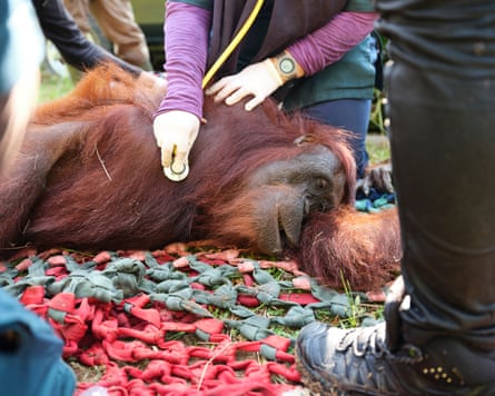 Mama Ris prior to translocation last year.