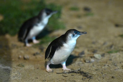 Little penguins roam in their enclosure at Summerlands on Philip Island.