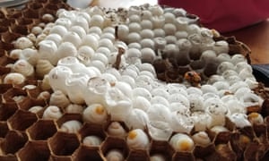 Inside the giant hornets’ nest