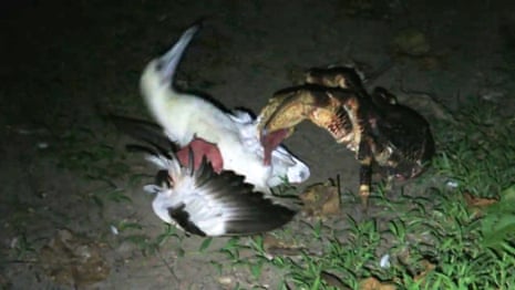 Coconut crab seen attacking bird for first time