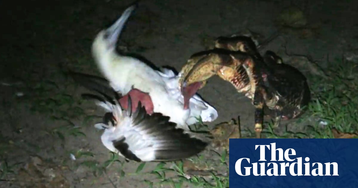 crab recipes guardian coconut hunting gruesomeâ: giant crab seen birds âPretty crab recipes guardian coconut hunting gruesomeâ: giant crab seen birds âPretty