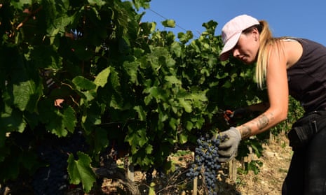 A woman harvests grapes