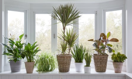 Don’t worry, it may never happen ... houseplants get emotional.