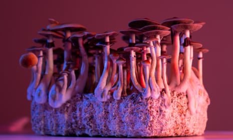 Hallucinogenic mushrooms psilocybe cubensis.