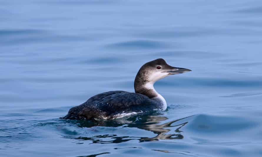 A great northern diver.