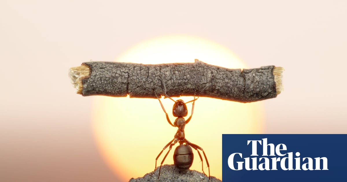Bugging devices: the astounding ways insects are talking and listening all around us