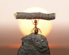 Bugging devices: the astounding ways insects are talking and listening all around us Bugging devices: the astounding ways insects are talking and listening all around us