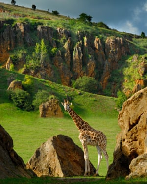 Giraffe at Cabárceno.