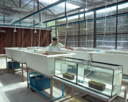 A Thai man stands amid large tanks, one of which is a glass one containing long pots with stalks of greenery