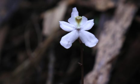 The ‘ghost’ orchid Didymoplexis stella-silvae