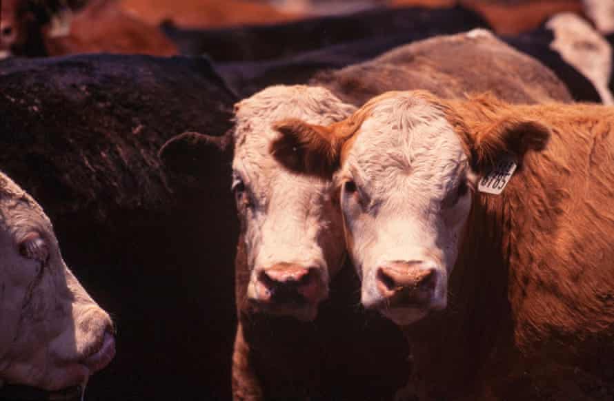 Cattle in Kansas