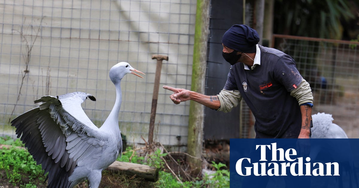 Birdwatch: the avian equivalent of a catwalk model, blue cranes are under threat