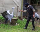 Birdwatch: the avian equivalent of a catwalk model, blue cranes are under threat