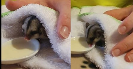 Sugar glider drinking from a spoon