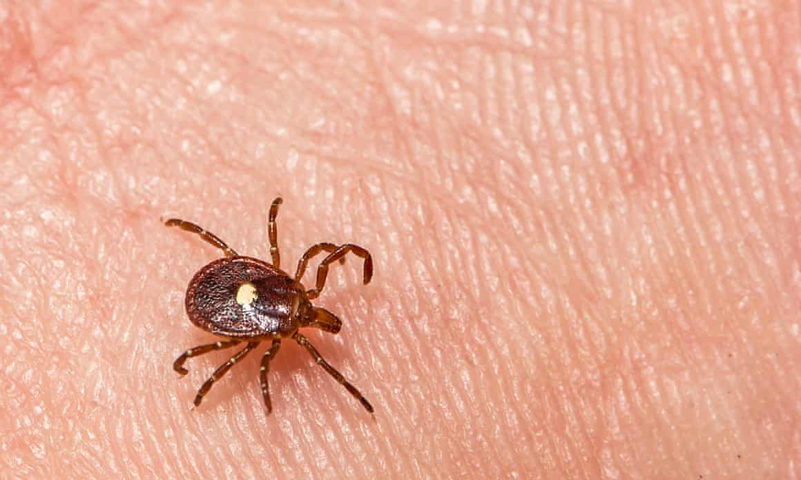 Lone Star Tick