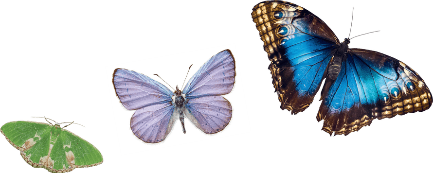 Green, lilac and blue butterflies