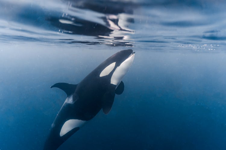 ‘Access to food is not the problem’: new orca study deepens mystery behind endangerment ‘Access to food is not the problem’: new orca study deepens mystery behind endangerment
