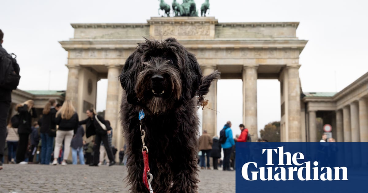Half of pet dogs in Berlin kept illegally as owners boycott' registration rules