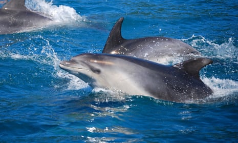 Bottlenose dolphins in the Queen Charlotte Sound, South Island, New Zealand.