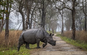 One of the one-horned rhinoceroses crosses a road meant for safaris in Kaziranga national park