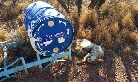 The carcass of a coyote lies next to a 55-gallon water container left in the southern Arizona desert near the town of Arivaca. The humanitarian organization Humane Borders said the water station had been shot at.