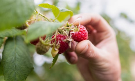 Close-up of a person's hand picking raspberries