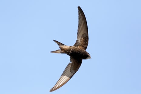 A flying swift