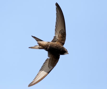 A swift in flight