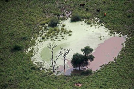 An aerial view shows a tree and cattle in a deforested area.