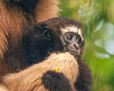 Guardians of the Gibbons, a film by Ragini Nath and Chinmoy Sonowal