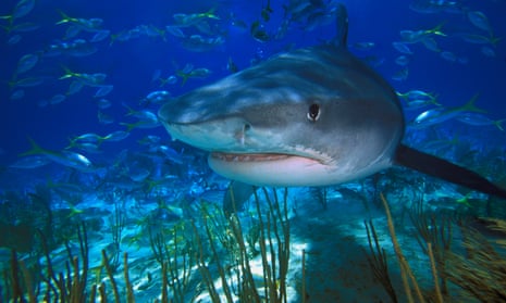 Tiger sharks protected the seagrass meadows by stopping dugongs and turtles from overgrazing. 