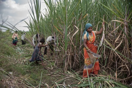 A woman with a machete cuts cane stalks that surround her and tower over her.
