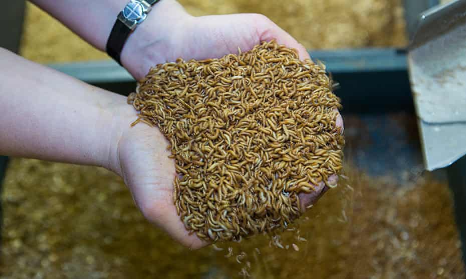 Edible insects are currently expensive, but bug farmers believe economies of scale will bring lower prices.