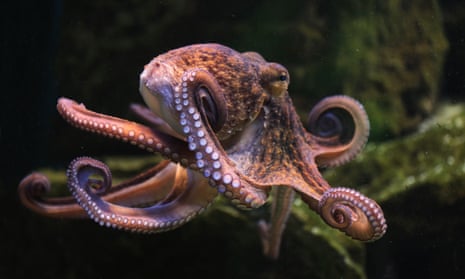 The octopus: master of proprioception