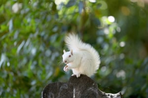 An albino squirrel stands out against the greenery in the Company’s Garden in Cape Town, South Africa