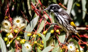 A New Holland honeyeater