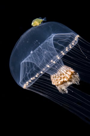 Esta foto, intitulada Nightly Elevator, ganhou esta semana na categoria comportamento no prêmio de fotografia da Royal Society Publishing. Mostra uma água-viva em ascensão noturna até a superfície, onde se alimenta na escuridão, a salvo dos predadores diurnos. Antes do amanhecer, eles voltam para a segurança. Este, porém, tem uma carona: o peixinho amarelo subiu a bordo para um passeio gratuito que também lhe oferece uma medida de proteção, já que os predadores que passam evitarão os ferrões da água-viva.