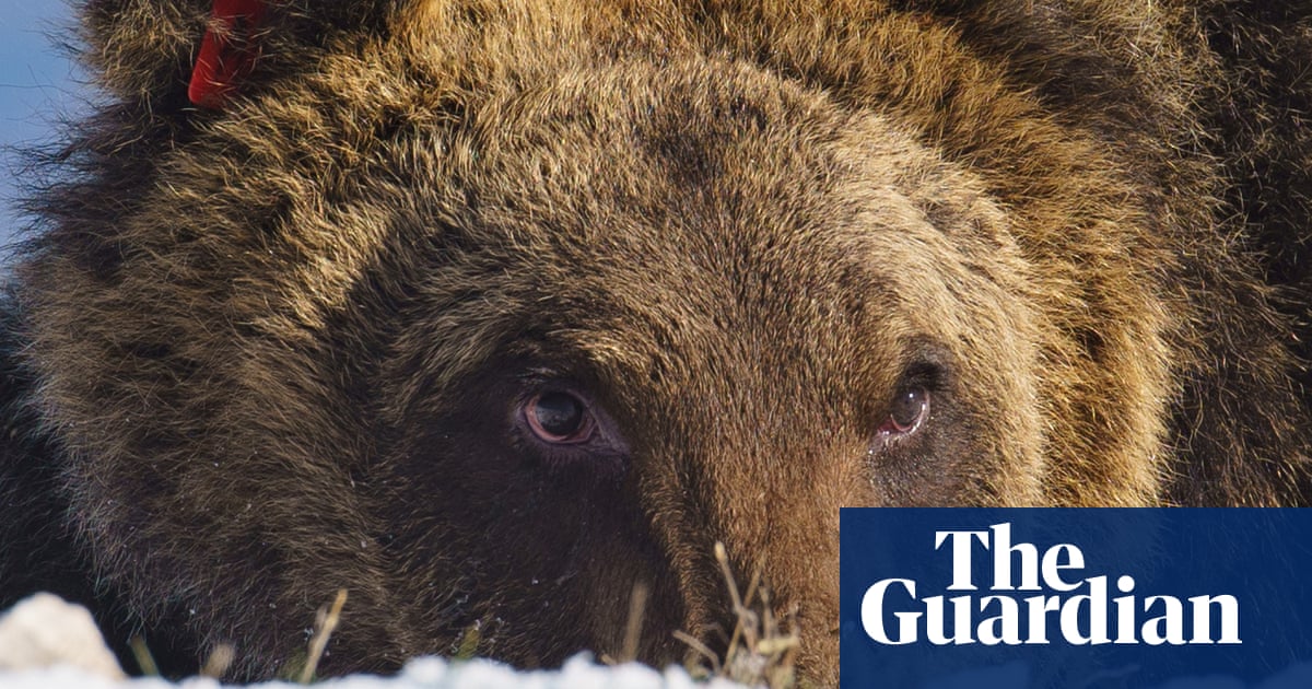 Italian bear famous for bakery break-in dies after being hit by car