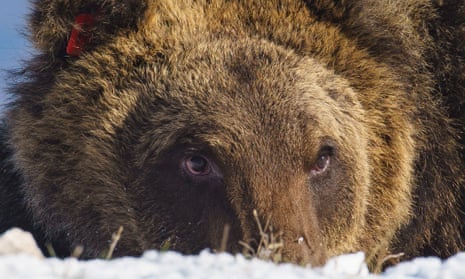 Italian bear famous for bakery break-in dies after being hit by car | Italy  | The Guardian