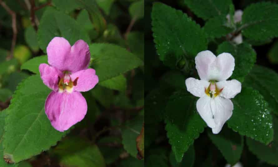 Impatiens versicolor, une nouvelle espèce d'herbe gemme ou collante, découverte en Afrique de l'Est en 2021