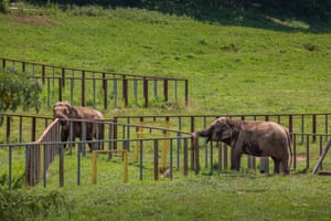 Two elephants in a field at the Elephant Sanctuary Tennessee