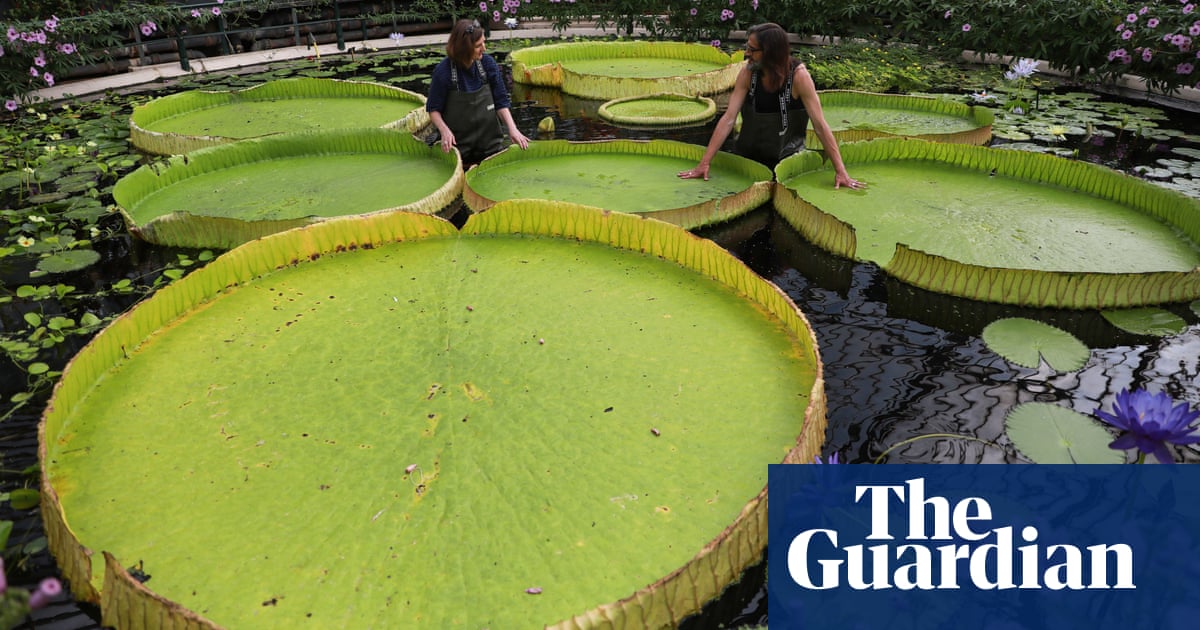 Time-lapse of the world’s largest waterlily species discovered at London’s Kew Gardens – video